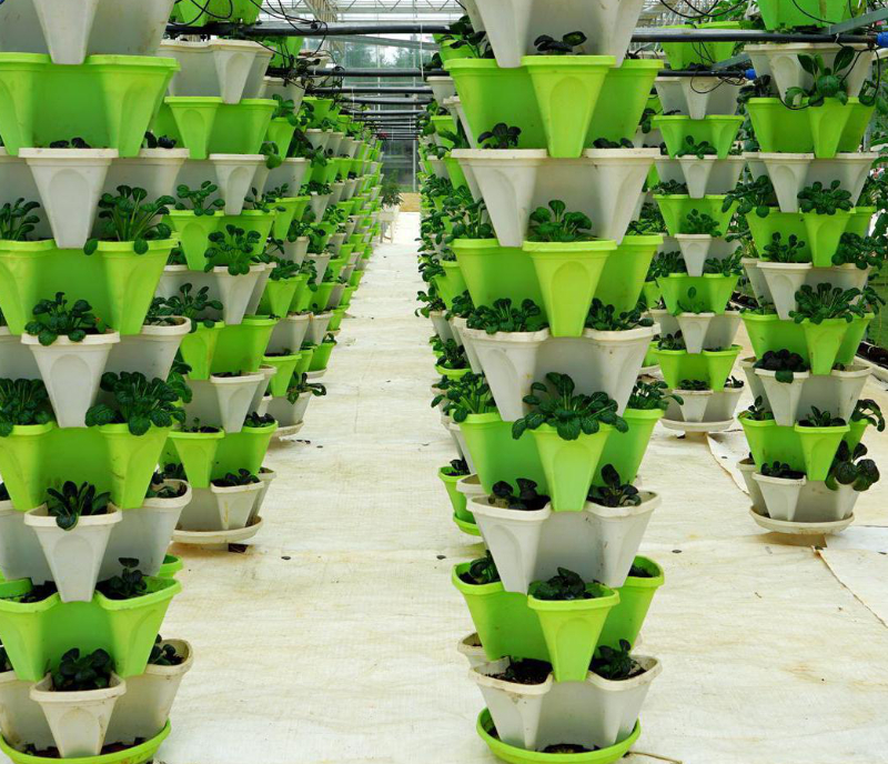 無土栽培立柱栽培.jpg 無土栽培立柱栽培.jpg