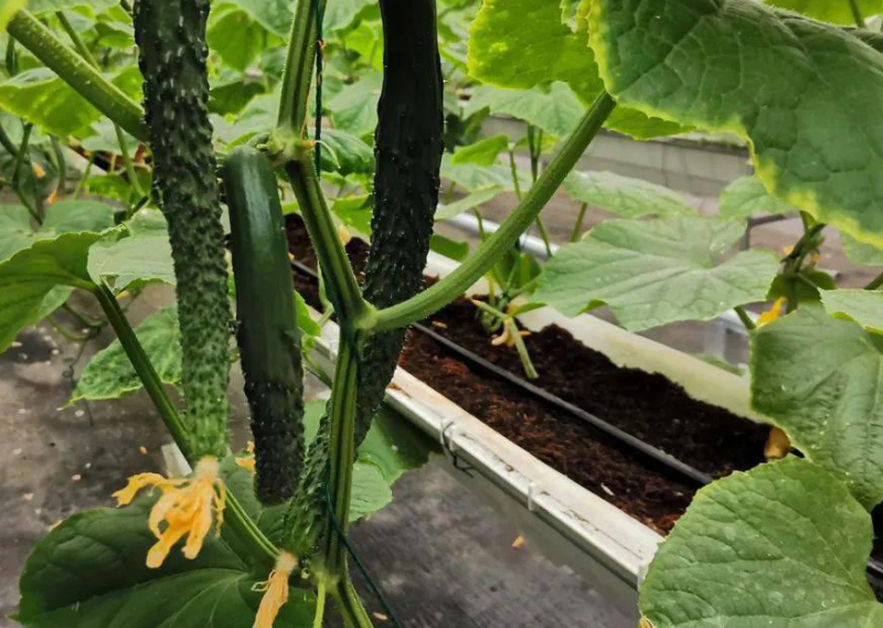 無土栽培黃瓜.jpg 無土栽培黃瓜.jpg