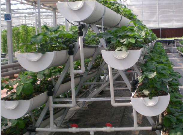 草莓U型槽栽培.png 草莓U型槽栽培.png