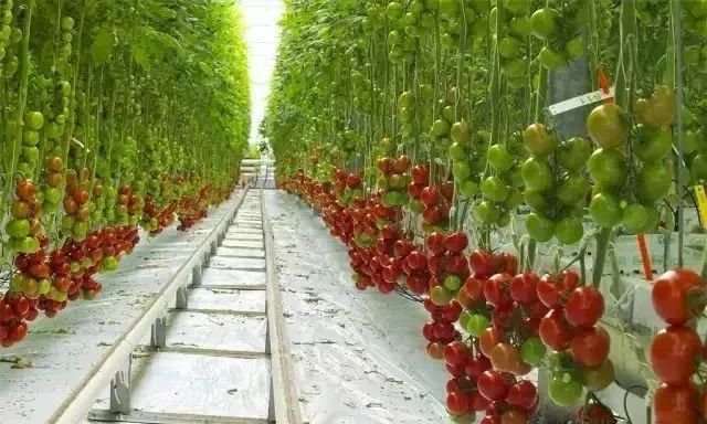 無土栽培基質栽培.jpg 無土栽培基質栽培.jpg