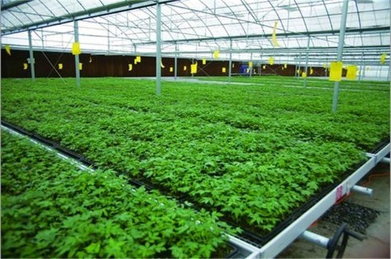 無土栽培育苗床.jpg 無土栽培育苗床.jpg