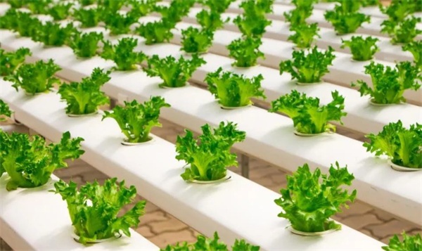 管道式栽培 管道式栽培