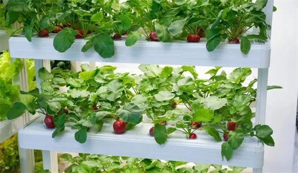 小型植物工廠 小型植物工廠