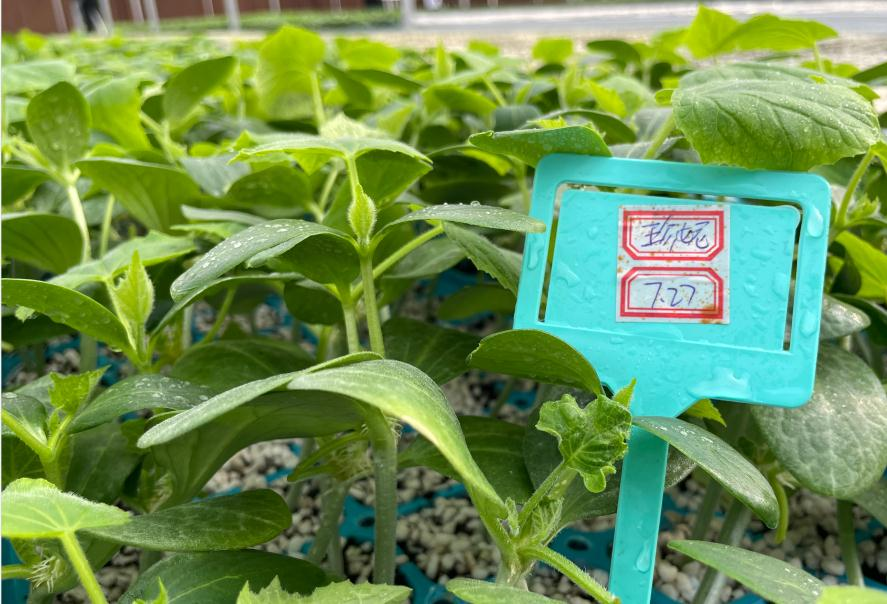 無土栽培.png 無土栽培.png