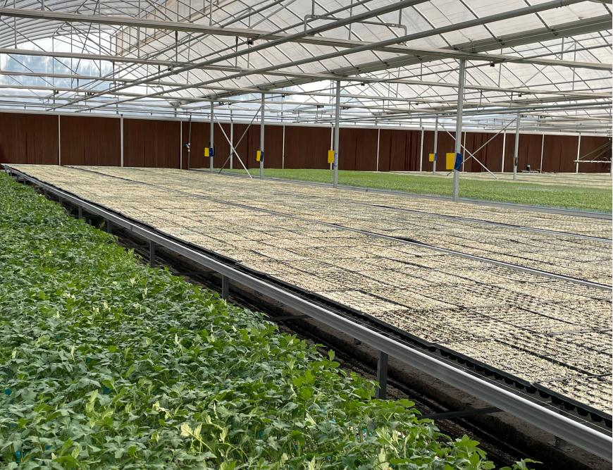 無土栽培.png 無土栽培.png