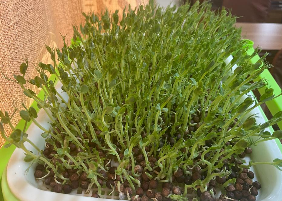 水培盆栽.png 水培盆栽.png