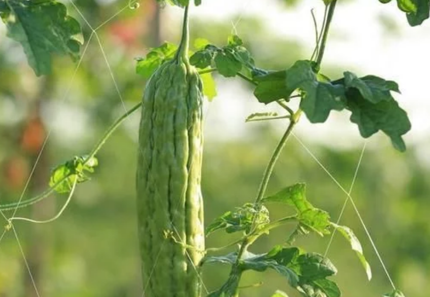 苦瓜.png 苦瓜.png