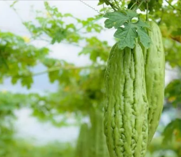 苦瓜.png 苦瓜.png