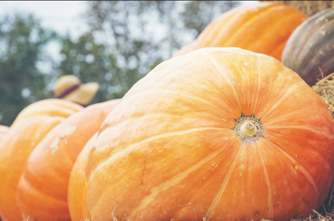 南瓜.png 南瓜.png