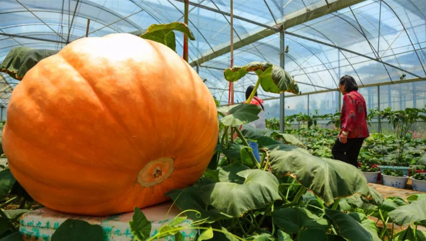 南瓜.png 南瓜.png