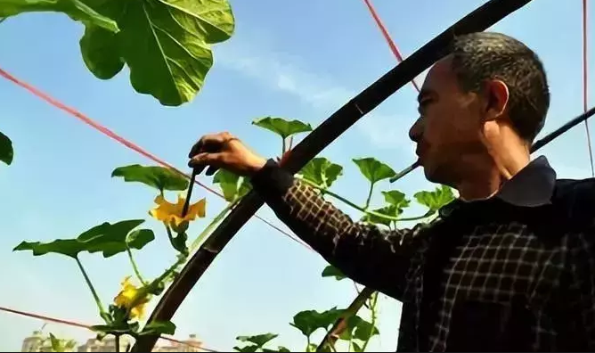 南瓜授粉.png 南瓜授粉.png