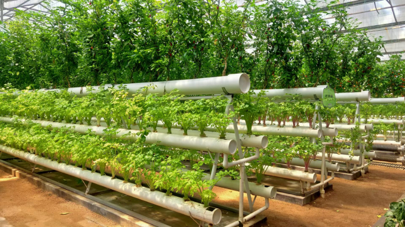 無(wú)土栽培.JPG 無(wú)土栽培.JPG