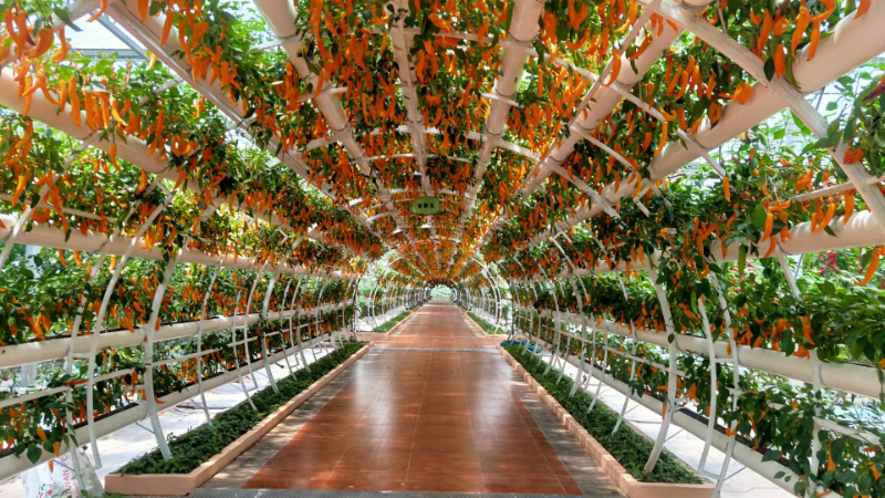 無(wú)土栽培.JPG 無(wú)土栽培.JPG