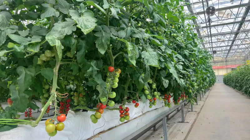 無(wú)土栽培.jpg 無(wú)土栽培.jpg