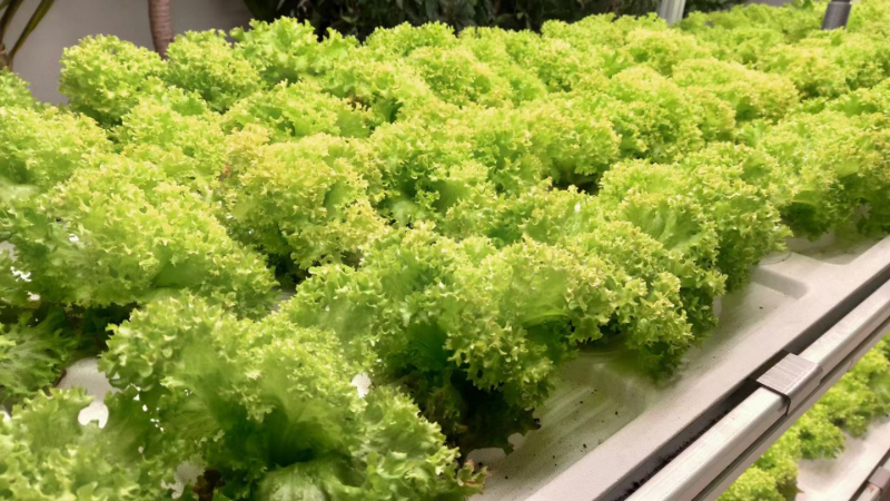 無(wú)土栽培.jpg 無(wú)土栽培.jpg