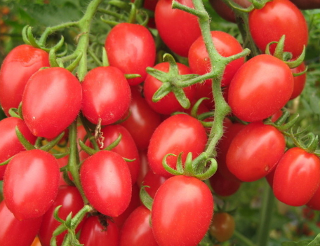 番茄.png 番茄.png