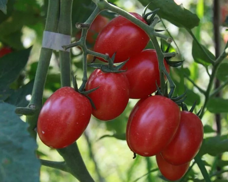 番茄.png 番茄.png