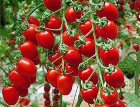 番茄.png 番茄.png