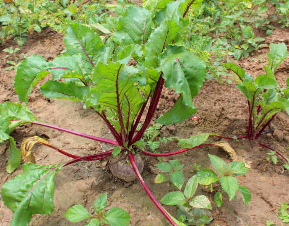 甜菜.png 甜菜.png