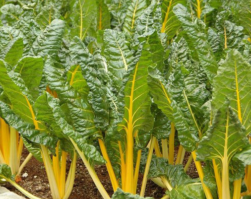 甜菜.png 甜菜.png