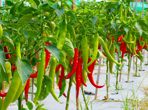 無(wú)公害辣椒.png 無(wú)公害辣椒.png