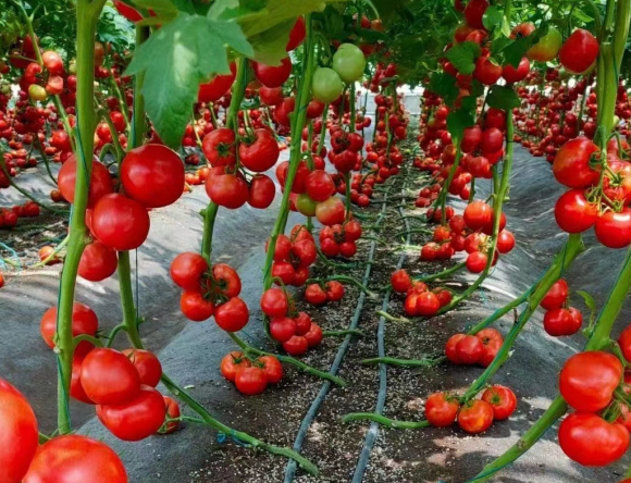 無(wú)土栽培e.png 無(wú)土栽培e.png