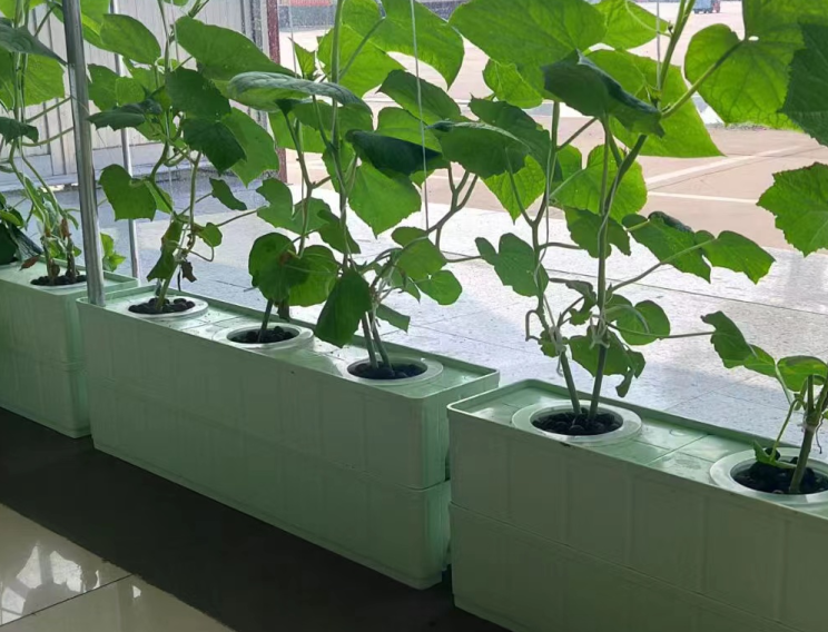 無(wú)土栽培.png 無(wú)土栽培.png