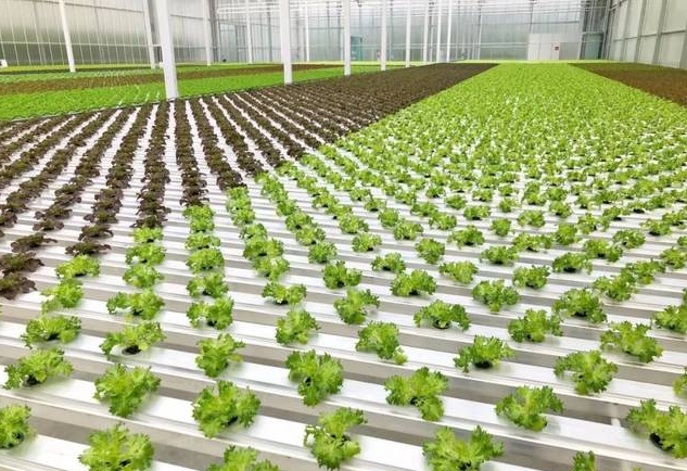 無(wú)土栽培.png 無(wú)土栽培.png