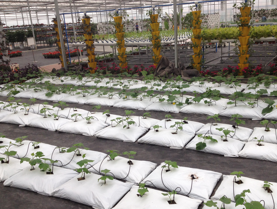 無(wú)土栽培.png 無(wú)土栽培.png