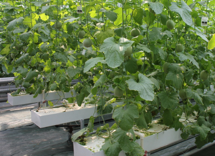 無(wú)土栽培.png 無(wú)土栽培.png