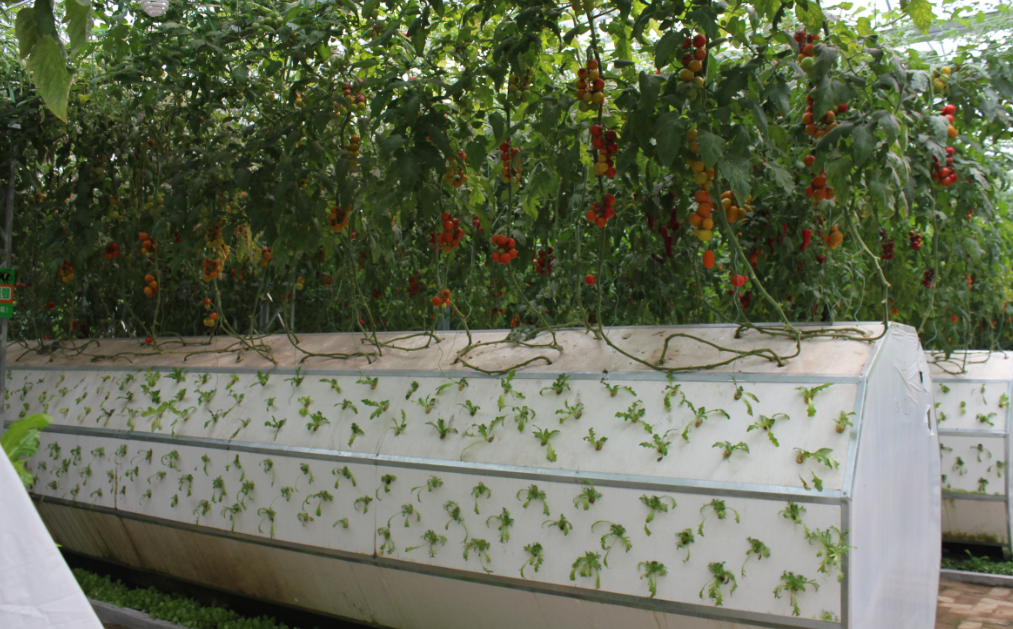 霧培.png 霧培.png