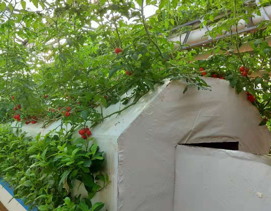 霧培.png 霧培.png