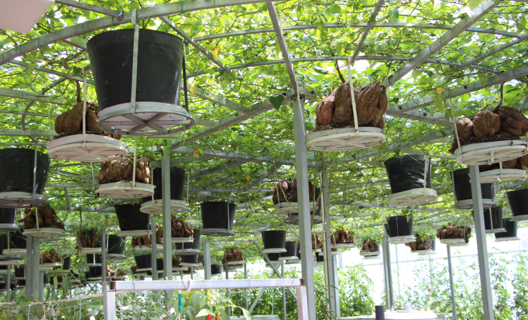 無土栽培.png 無土栽培.png