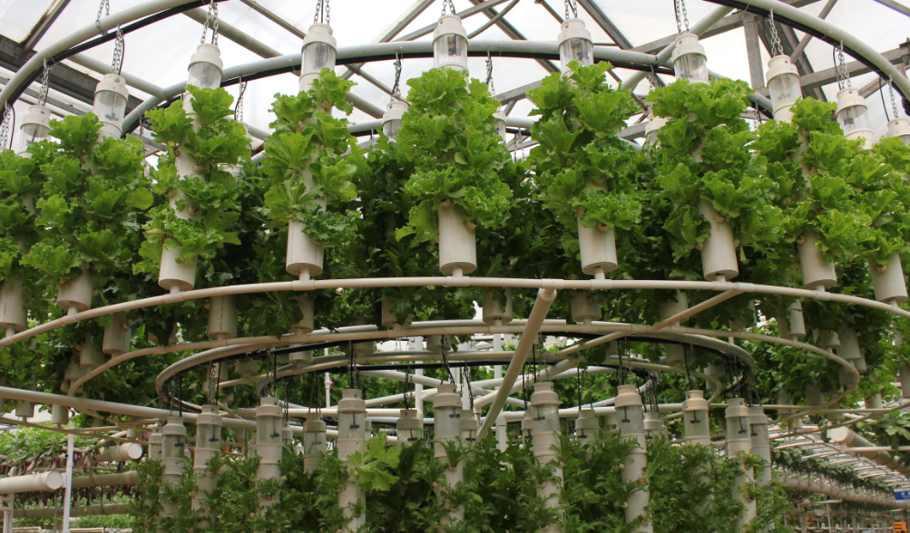 無土栽培.png 無土栽培.png