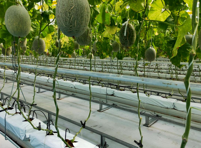 無土栽培.png 無土栽培.png