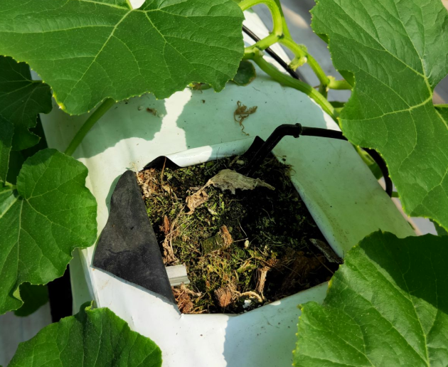 無土栽培.png 無土栽培.png