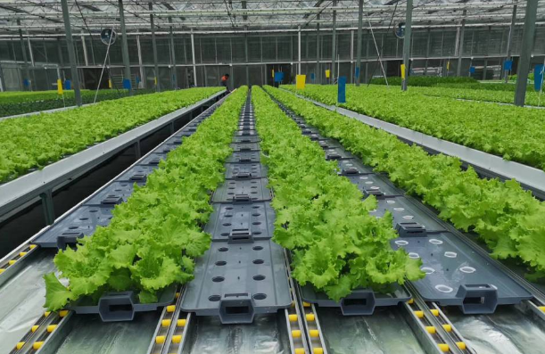 無土栽培.png 無土栽培.png