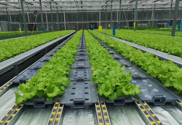 無(wú)土栽培.png 無(wú)土栽培.png