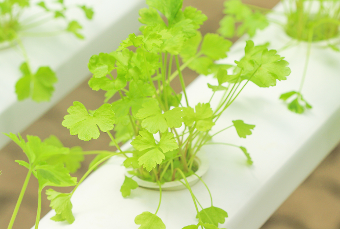 無土栽培.png 無土栽培.png