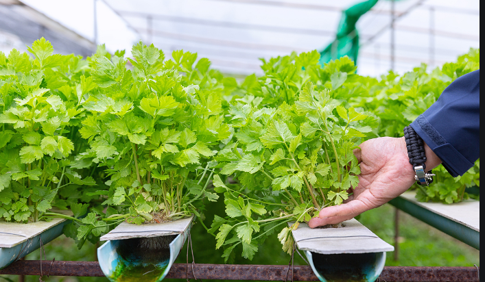 無土栽培.png 無土栽培.png