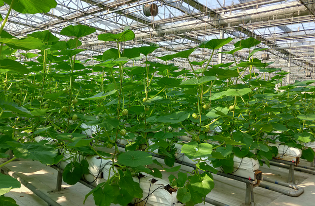 無土栽培.png 無土栽培.png