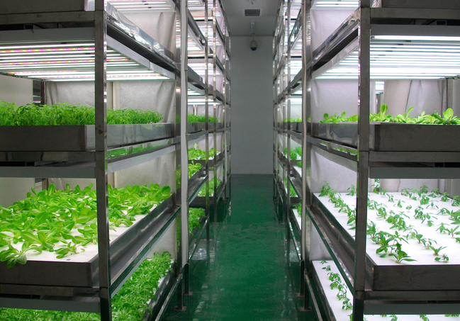 植物工廠 植物工廠