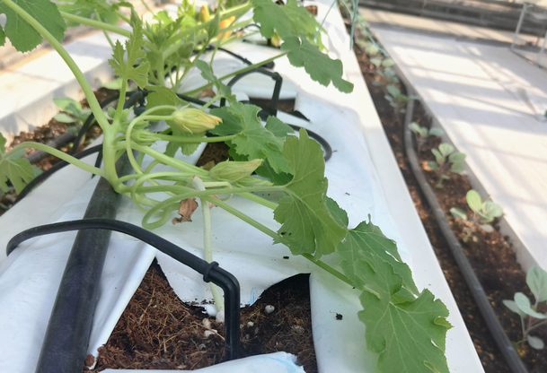 無土栽培.png 無土栽培.png