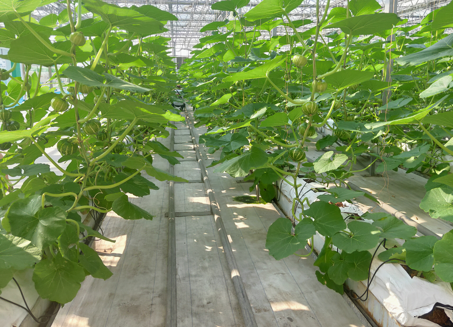 無土栽培.jpg 無土栽培.jpg