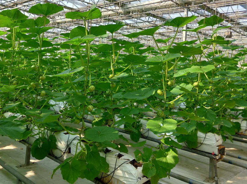 無土栽培.png 無土栽培.png