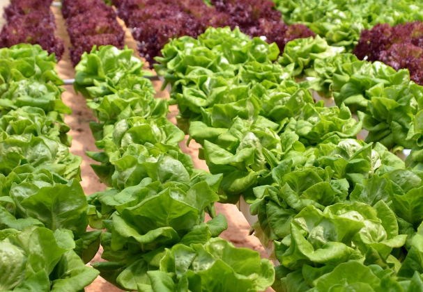 水培生菜 水培生菜