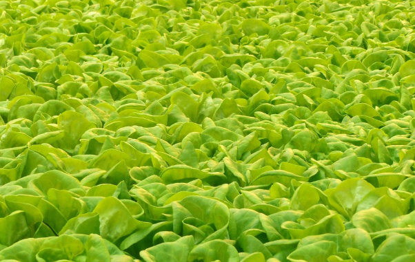 水培生菜 水培生菜