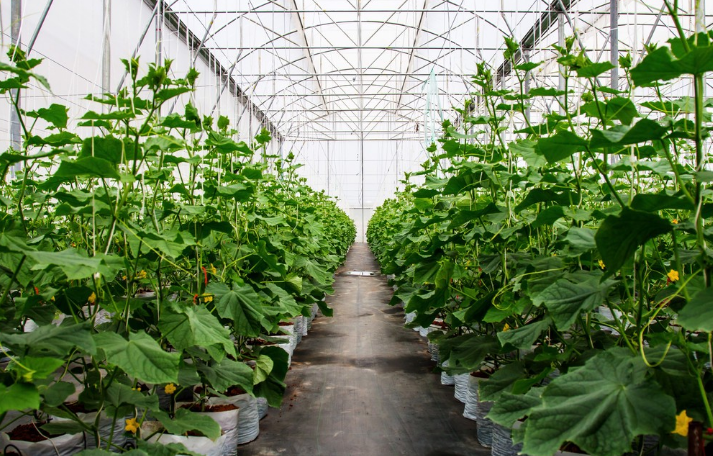 大棚黃瓜 大棚黃瓜