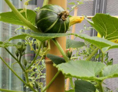 貝貝南瓜 貝貝南瓜