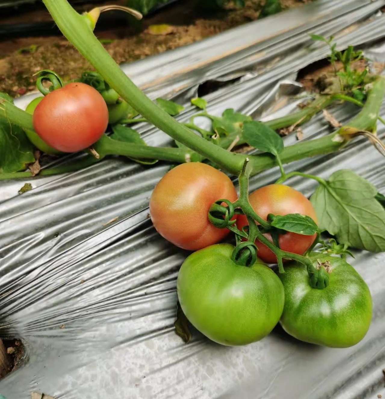 番茄.jpg 番茄.jpg